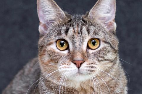 В дар кошку. Серая полосатая ласковая котёнок Тея в дар. Фото1