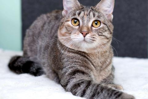 В дар кошку. Серая полосатая ласковая котёнок Тея в дар. Фото3