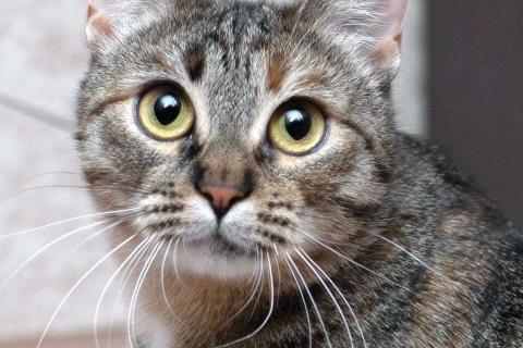 В дар кошку. Ручная и ласковая кошечка Джули в дар. Фото1