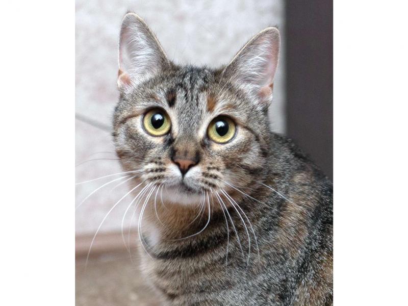 В дар кошку