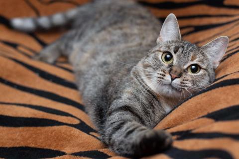 В дар кошку. Ручная и ласковая кошечка Джули в дар. Фото2