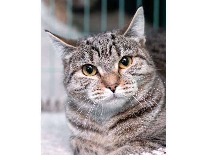 В дар кошку