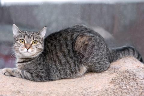 В дар кошку. Полосатая кошечка Марфуша в добрые руки. Фото3