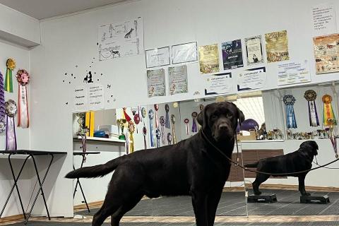 Вязка собаку. Кобель лабрадор вязка. Фото1