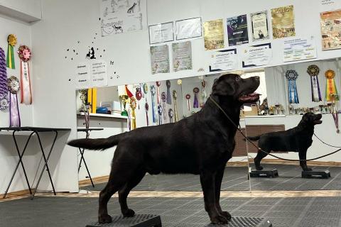 Вязка собаку. Кобель лабрадор вязка. Фото2