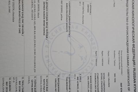 Вязка собаку. Кобель лабрадор вязка. Фото3