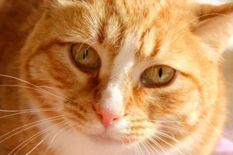 В дар кошку. Встречайте – Шани, ваша будущая карамелька счастья!. Фото1