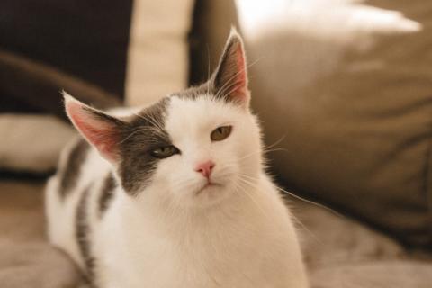 В дар кошку. Ариша замечательная кошечка и ей нужен дом!. Фото1