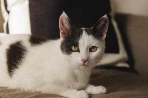 В дар кошку. Ариша замечательная кошечка и ей нужен дом!. Фото2