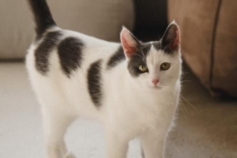 В дар кошку. Ариша замечательная кошечка и ей нужен дом!. Фото3