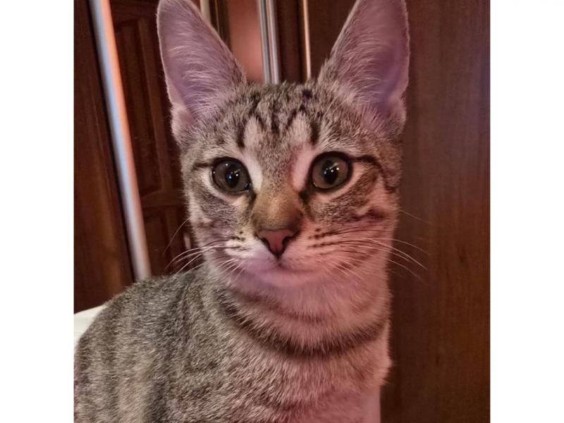 В дар кошку