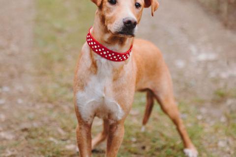 В дар собаку. Очаровательный некрупный песик-подросток Вилли ищет семью  . Фото1