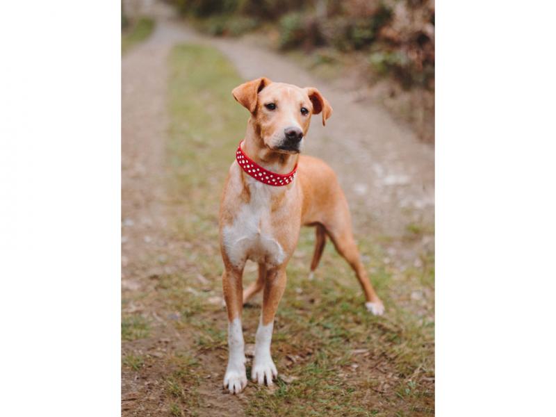 В дар собаку