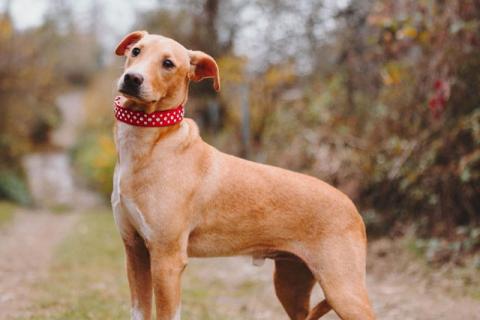 В дар собаку. Очаровательный некрупный песик-подросток Вилли ищет семью  . Фото3