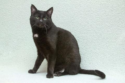 В дар кошку. Благородный рыцарь Рамзес — черный кот в дар. Фото2