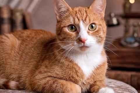 В дар кошку. Маленькая дачная сирота ищет дом и человека. Фото1