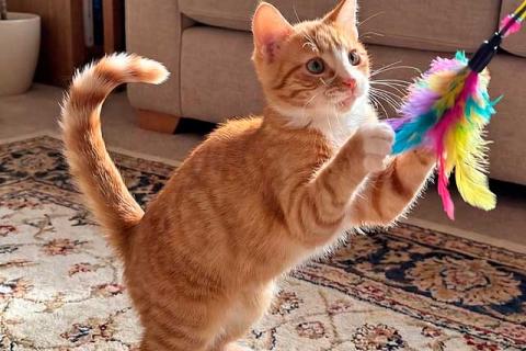 В дар кошку. Маленькая дачная сирота ищет дом и человека. Фото2