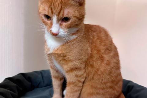 В дар кошку. Маленькая дачная сирота ищет дом и человека. Фото4