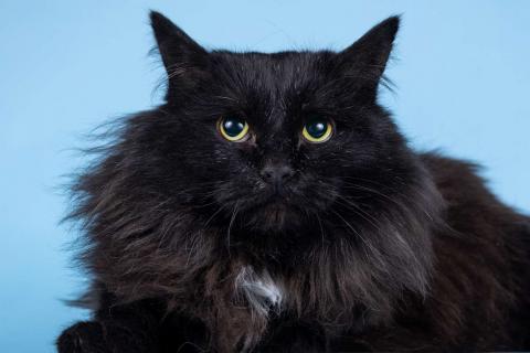 В дар кошку. Пушистый чёрный кот Чарли в добрые руки. Фото2