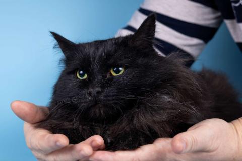В дар кошку. Пушистый чёрный кот Чарли в добрые руки. Фото3