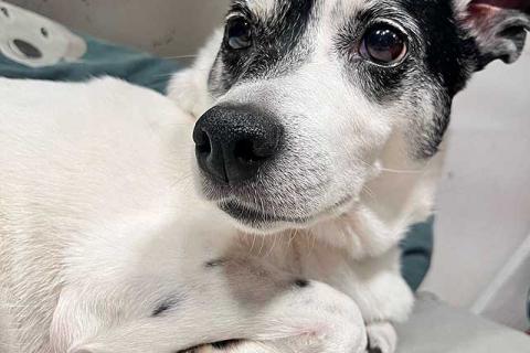 В дар собаку. Небольшая домашняя собачка Вега, метис Джек Рассела ищет дом. Фото4