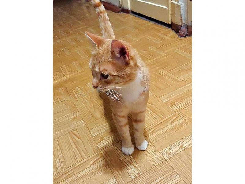 В дар собаку