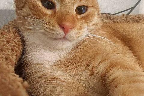 В дар собаку. Котик-подросток Василий ищет дом . Фото3