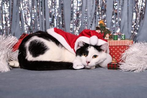 В дар кошку. Спокойный ласкуша котик Симба в дар. Фото1