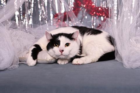 В дар кошку. Спокойный ласкуша котик Симба в дар. Фото3