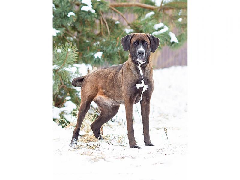 В дар собаку