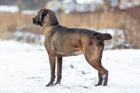 В дар собаку. Красавица Лада, молодая добрая семейная собака ищет дом. Фото3