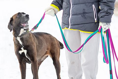 В дар собаку. Красавица Лада, молодая добрая семейная собака ищет дом. Фото4