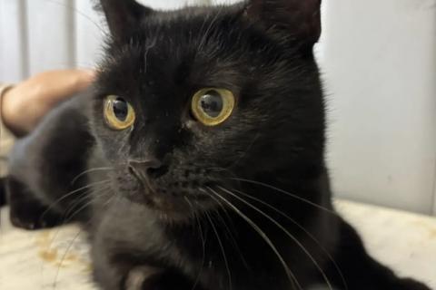 В дар кошку. Варечка. Фото4