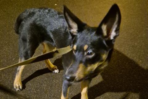 В дар собаку. Ищем дом для ласковой домашней собачки Альфы. Фото3