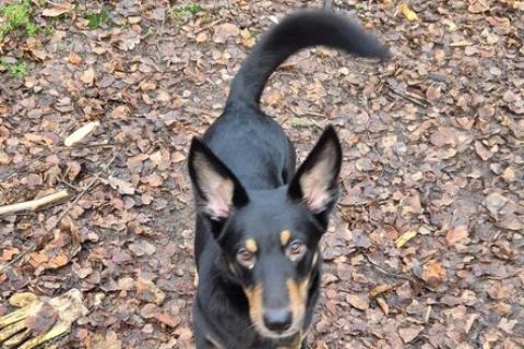 В дар собаку. Ищем дом для ласковой домашней собачки Альфы. Фото4