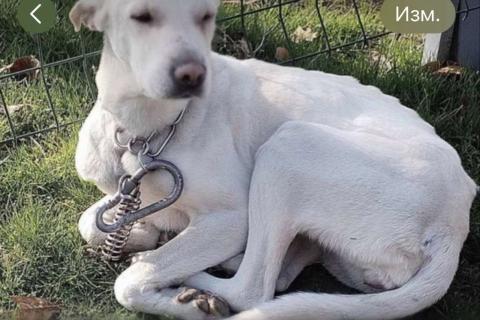 В дар собаку. Белый обтянутый кожей скелет Бемби. Фото1