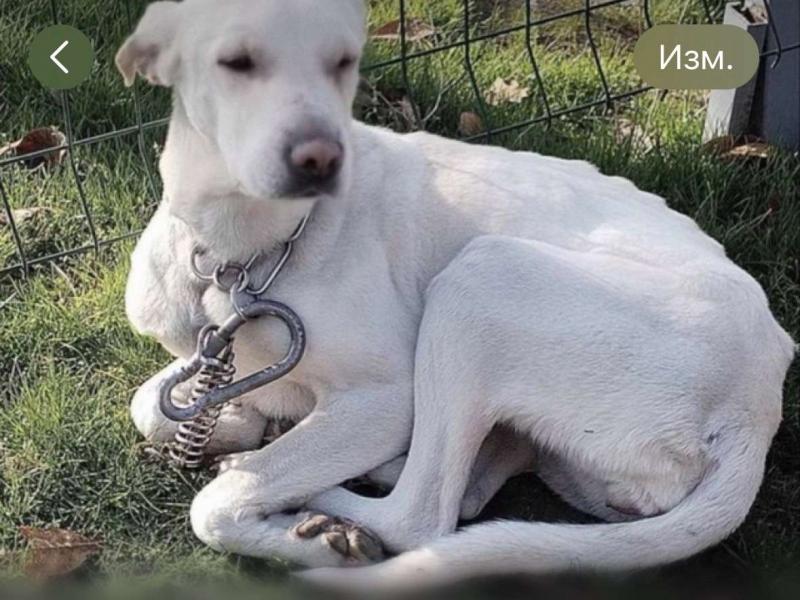 В дар собаку