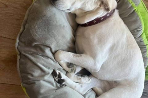 В дар собаку. Белый обтянутый кожей скелет Бемби. Фото2