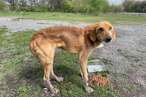 В дар собаку. Несчастный почти слепой пёс Малыш ищет доброе сердце. Фото1