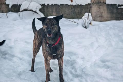 В дар собаку. Дэйф - добрый и скромный!. Фото2