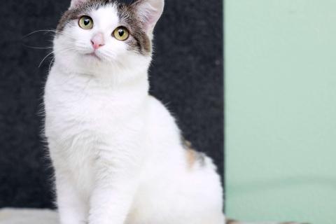 В дар кошку. Умнейшая трехцветная кошечка Женечка в добрые руки. Фото1