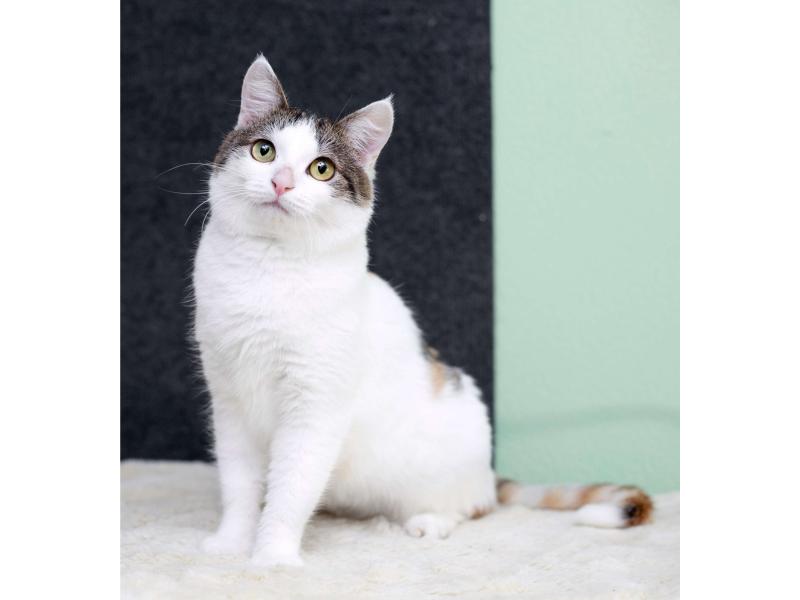 В дар кошку