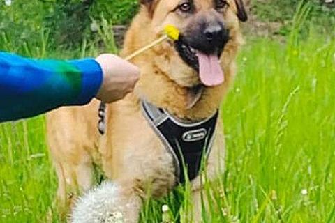 В дар собаку. Некрупный солнечный пес Айк ищет дом. Фото2