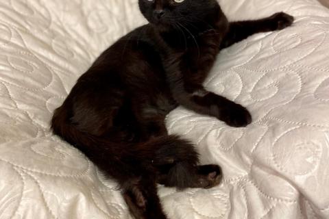 В дар кошку. Черная молодая кошка Ночка в добрые руки. Фото1