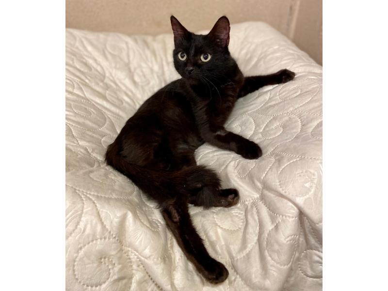 В дар кошку