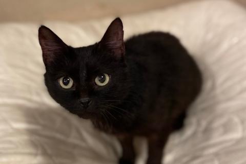 В дар кошку. Черная молодая кошка Ночка в добрые руки. Фото2