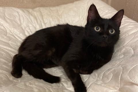 В дар кошку. Черная молодая кошка Ночка в добрые руки. Фото3
