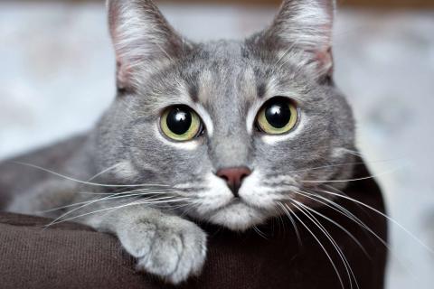 В дар кошку. Голубая кошка Мася в добрые руки. Фото1