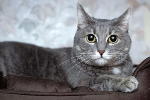 В дар кошку. Голубая кошка Мася в добрые руки. Фото3