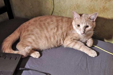 В дар кошку. Рыженькое солнышко Санчо, молодой котик ищет дом. Фото1
